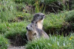 Marmottes (Bessans)